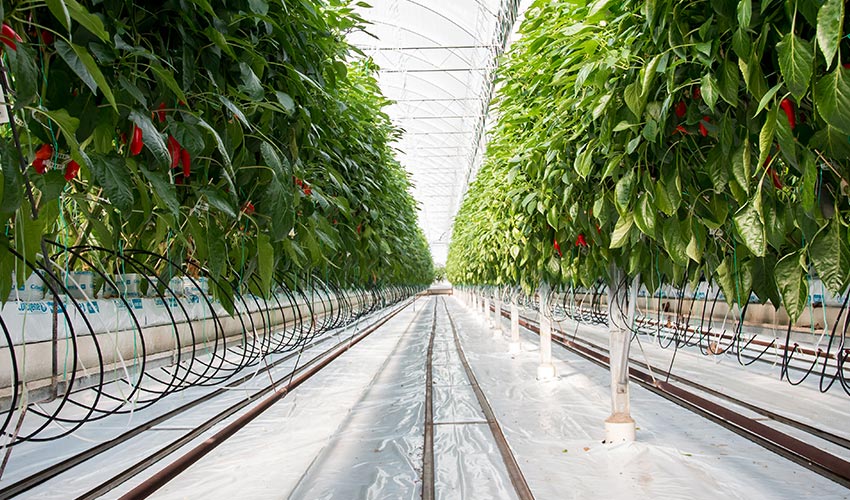 Des piments dans une serre.