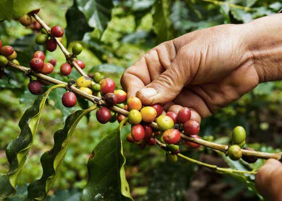 Des mains cueillent des grains de café sur un plant.