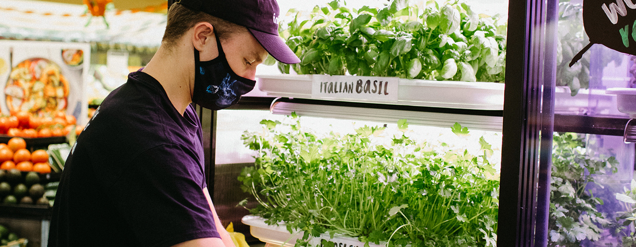 italian-basil