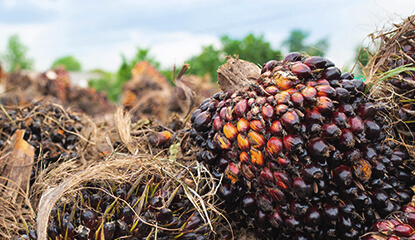 Sustainable-Palm