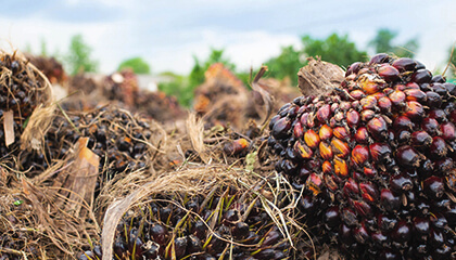 Sustainable_Palm