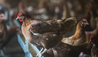 animal-welfare