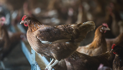 animal_welfare