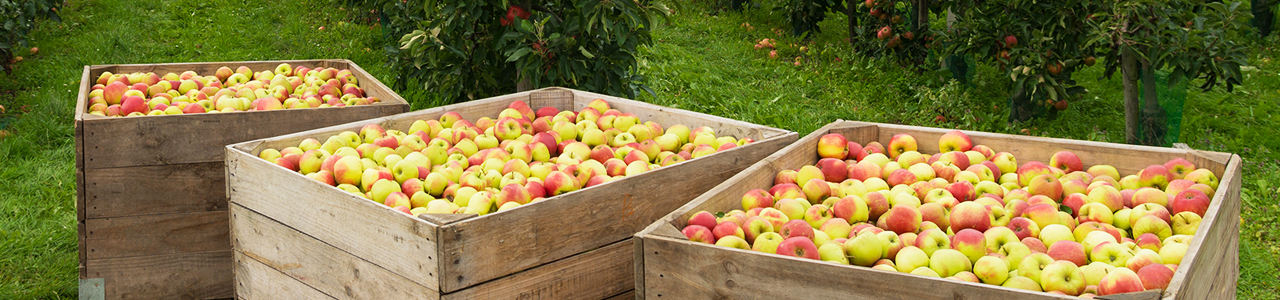 apples-caret