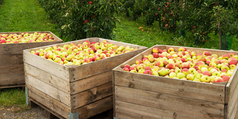 apples_caret