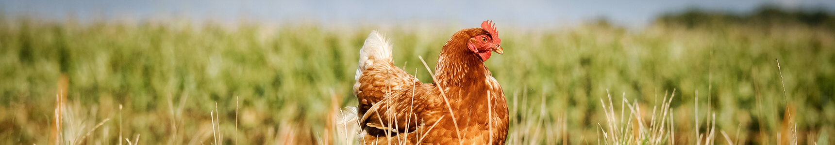 cock-bird