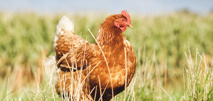 cock_bird