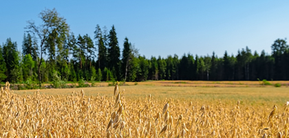 grass-land