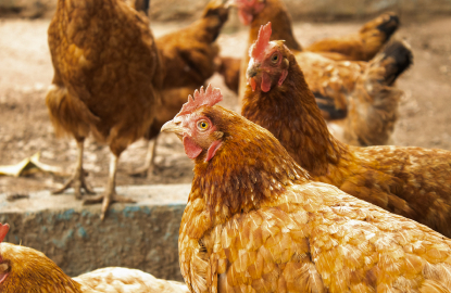 Animal welfare