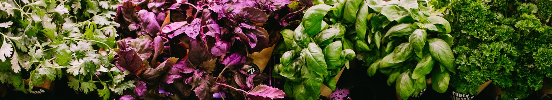 Une photo de feuilles vertes et violettes de basilic et de persil.