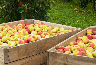 Apple carton