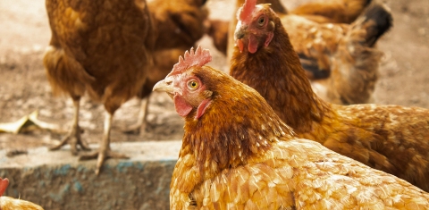 Ongoing Commitment to Animal Welfare
